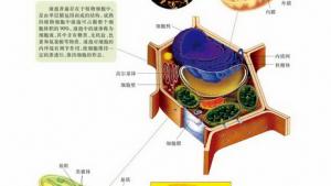 苏教版高一生物必修1（分子与细胞）电子课本细胞质和细胞器(第38页)