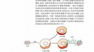 苏教版高二生物必修3（稳定与环境）电子课本免疫对人体稳态的维持(第20页)