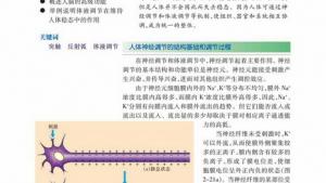 苏教版高二生物必修3（稳定与环境）电子课本第二节 人体生命活动的调节(第28页)