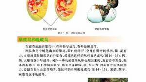 苏教版八年级生物上册(旧版)电子课本-苏教版初二生物上册(旧版)电子课本第五节 鸟类的生殖与发育(第24页)