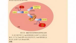苏教版高一生物必修1（分子与细胞）电子课本细胞呼吸的过程(第73页)