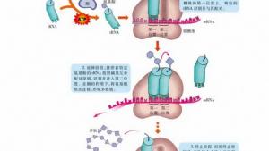 苏教版高一生物必修2（遗传与进化）电子课本第三节 基因控制蛋白质的合成(第71页)