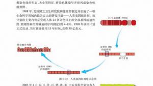 苏教版高一生物必修2（遗传与进化）电子课本人类基因组计划(第73页)