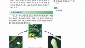 苏教版高二生物必修3（稳定与环境）电子课本第三节 动物生命活动的调节(第37页)