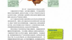 苏教版高二生物必修3（稳定与环境）电子课本人体的激素调节(第31页)