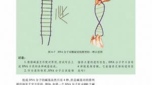 苏教版高一生物必修2（遗传与进化）电子课本DNA的结构(第61页)