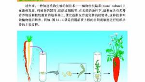 苏教版八年级生物上册(旧版)电子课本-苏教版初二生物上册(旧版)电子课本第一节 生物的无性生殖(第5页)
