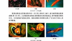 苏教版八年级生物下册(旧版)电子课本-苏教版初二生物下册(旧版)电子课本第三节 千姿百态的动物世界(第35页)