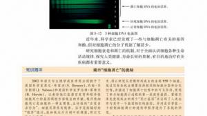 苏教版高一生物必修1（分子与细胞）电子课本细胞衰老和凋亡(第92页)