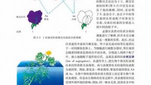 苏教版高一生物必修2（遗传与进化）电子课本孟德尔遗传实验的科学方法(第30页)