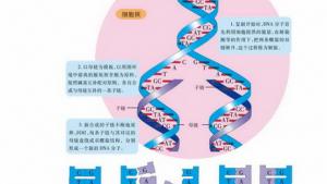 苏教版高一生物必修2（遗传与进化）电子课本DNA的复制(第64页)