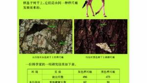 苏教版八年级生物下册(旧版)电子课本-苏教版初二生物下册(旧版)电子课本第三节 生物进化的学说(第77页)