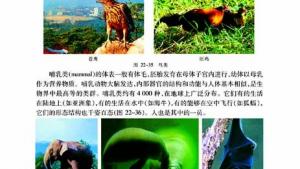 苏教版八年级生物下册(旧版)电子课本-苏教版初二生物下册(旧版)电子课本第三节 千姿百态的动物世界(第41页)