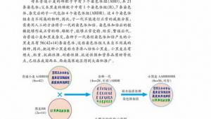苏教版高一生物必修2（遗传与进化）电子课本染色体变异在育种上的应用(第49页)
