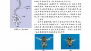 苏教版高一生物必修2（遗传与进化）电子课本性别决定和伴性遗传(第42页)
