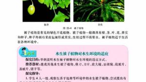 苏教版八年级生物下册(旧版)电子课本-苏教版初二生物下册(旧版)电子课本第二节 五彩缤纷的植物世界(第28页)