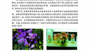 苏教版八年级生物上册(旧版)电子课本-苏教版初二生物上册(旧版)电子课本第一节 生物的无性生殖(第7页)