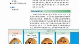 苏教版高一生物必修2（遗传与进化）电子课本第一节 减数分裂(第12页)