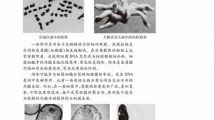 苏教版高一生物必修1（分子与细胞）电子课本生物膜系统(第45页)