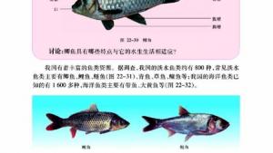 苏教版八年级生物下册(旧版)电子课本-苏教版初二生物下册(旧版)电子课本第三节 千姿百态的动物世界(第39页)