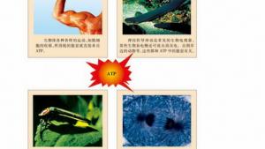 苏教版高一生物必修1（分子与细胞）电子课本酶与酶促反应(第55页)