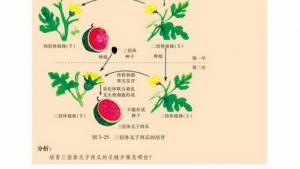 苏教版高一生物必修2（遗传与进化）电子课本染色体变异在育种上的应用(第47页)