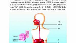 苏教版七年级生物上册(旧版)电子课本-苏教版初一生物上册(旧版)电子课本第二节 多细胞生物体的组成(第46页)
