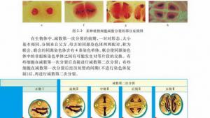 苏教版高一生物必修2（遗传与进化）电子课本第一节 减数分裂(第13页)