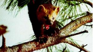 苏教版八年级生物下册(旧版)电子课本-苏教版初二生物下册(旧版)电子课本第10单元 生物和环境是统一体(第84页)