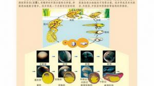 苏教版高一生物必修2（遗传与进化）电子课本有性生殖(第21页)