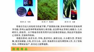 苏教版八年级生物上册(旧版)电子课本-苏教版初二生物上册(旧版)电子课本第二节 拒绝毒品(第90页)