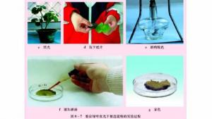 苏教版七年级生物上册(旧版)电子课本-苏教版初一生物上册(旧版)电子课本第三节 植物光合作用的实质(第87页)