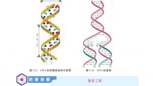 苏教版高三化学-有机化学基础电子课本第二单元 氨基酸 蛋白(第110页)