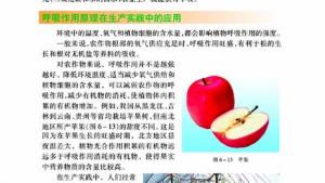 苏教版七年级生物上册(旧版)电子课本-苏教版初一生物上册(旧版)电子课本第五节 光合作用和呼吸作用原理的应用(第95页)