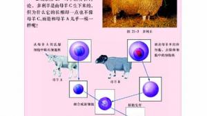 苏教版八年级生物下册(旧版)电子课本-苏教版初二生物下册(旧版)电子课本第一节 现代生物技术的应用(第13页)