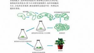 苏教版高一生物必修1（分子与细胞）电子课本细胞衰老和凋亡(第89页)