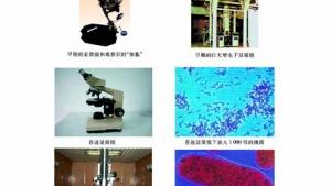 苏教版七年级生物上册(旧版)电子课本-苏教版初一生物上册(旧版)电子课本第一节 探索生命的器具(第24页)