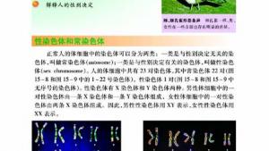 苏教版八年级生物上册(旧版)电子课本-苏教版初二生物上册(旧版)电子课本第三节 人的性别决定(第36页)