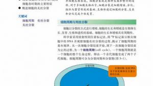 苏教版高一生物必修1（分子与细胞）电子课本细胞周期与有丝分裂(第80页)