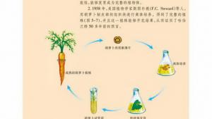 苏教版高一生物必修1（分子与细胞）电子课本细胞的全能性(第88页)