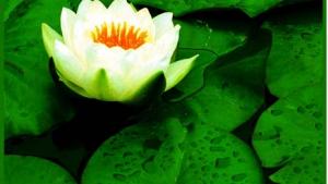 苏教版七年级生物上册(旧版)电子课本-苏教版初一生物上册(旧版)电子课本第3单元 生物圈中的绿色植物(第53页)