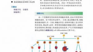 苏教版高一生物必修1（分子与细胞）电子课本细胞分化(第86页)