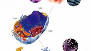 苏教版高一生物必修1（分子与细胞）电子课本细胞质和细胞器(第39页)