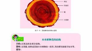 苏教版七年级生物上册(旧版)电子课本-苏教版初一生物上册(旧版)电子课本第四节 植物茎的输导功能(第69页)
