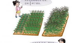 苏教版三年级数学下册(旧版)电子课本○ 我们的试验田(第91页)