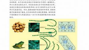 苏教版高一生物必修1（分子与细胞）电子课本核酸的结构和功能(第25页)