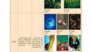 苏教版高一生物必修2（遗传与进化）电子课本生物进化的基本历程生物进化与生物多样性的形成(第108页)