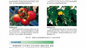 苏教版高二生物必修3（稳定与环境）电子课本其他植物激素(第45页)