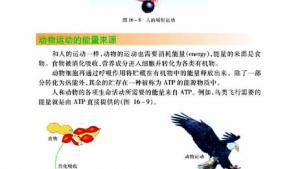 苏教版八年级生物上册(旧版)电子课本-苏教版初二生物上册(旧版)电子课本第二节 动物运动的能量来源(第56页)