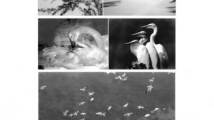 苏教版八年级语文下册电子课本,苏教版初二语文下册电子课本专题 鸟(第29页)